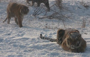 Tigres en una reserva en la ciudad de Harbin, al norte de China