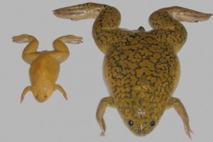 Dos ranas del género Xenopus: la 'tropicalis', a la izquierda, y la 'laevis', a la derecha