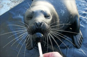 La foca Henry durante el experimento con el pez artificial