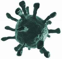 Herpesvirus 6A