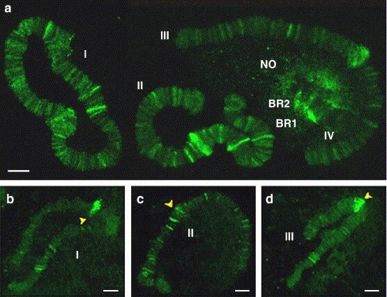 Marcaje fluorescente contra híbridos ADN-ARN en cromosomas politénicos de C. riparius (Planelló et al. 2007)