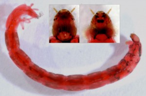 Larva acuática de cuarto estadio de C. riparius y detalles de cabeza (dorsal y ventral)