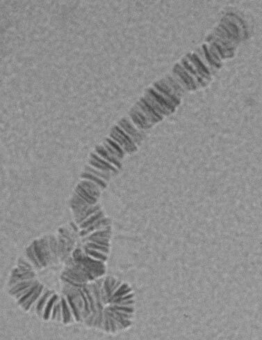 Cromosoma politénico de C. riparius teñido con orceína