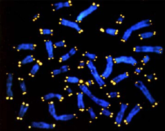 Marcaje cromosómico con sondas teloméricas