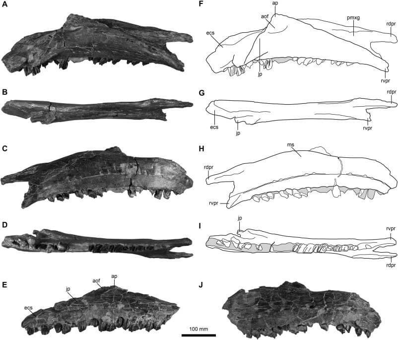 Maxilar derecho de 'Iguanodon bernissartensis' de la cantera de Mas de la Parreta (Morella)
