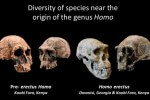 Diversidad de especies en el origen del género Homo