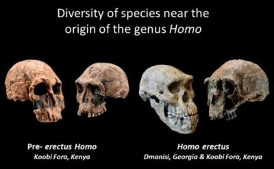 Diversidad de especies en el origen del género Homo