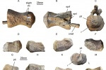 Vértebras caudales de saurópodos de Armuña