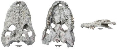 Diferentes vistas (dorsal, ventral y lateral) del cráneo de Lohuecosuchus megadontos. (Junta de Comunidades de Castilla La Mancha)