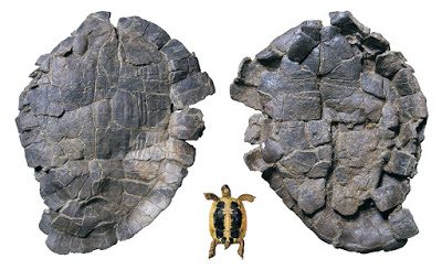 Pelorochelon, la primera tortuga gigante terrestre de Europa