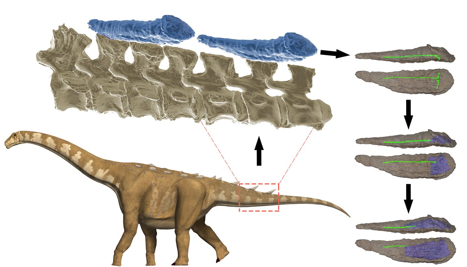 Reconstrucción de un titanosaurio acorazado de Lo Hueco