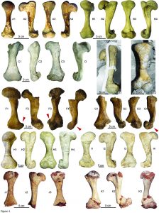 Comparativa de fémures de Titanochelon procedentes de varias localidades de Europa, con distintas cronologías