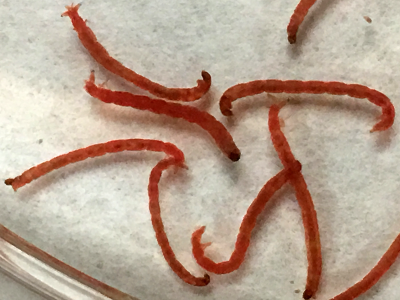 Larvas de cuarto estadio de C. riparius empleadas en la valoración de los efectos tóxicos del BPS | Grupo de Biología y Toxicología Ambiental UNED