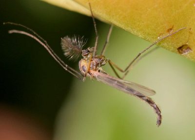 Macho adulto del mosquito Chironomus riparius , una especie muy utilizada en estudios de Toxicología ambiental |Wikipedia