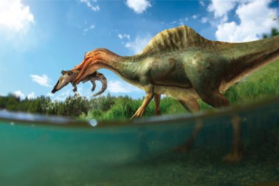 ‘Vallibonavenatrix’, el primer dinosaurio espinosáurido de la península ibérica