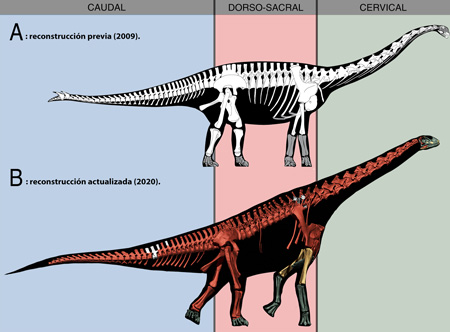 Spinophorosaurus nigerensis